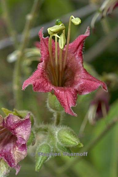 nicotiana tomentosa 7 graphic